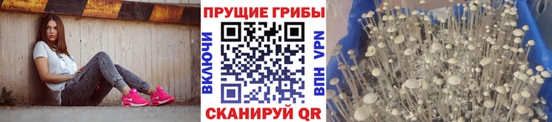 Купить  Ирбит  Галлюциногенные грибы Magic Shrooms 